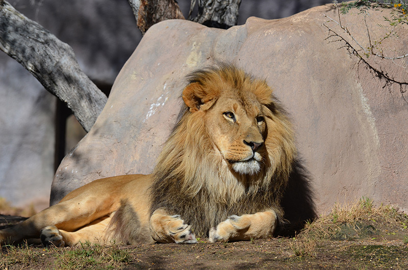 16 großartige Zoos und Tierparks in der Nähe von Bremen Weltvogel